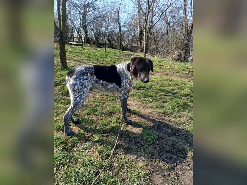 Pünktchen Tierschutzhund sucht ein Zuhause