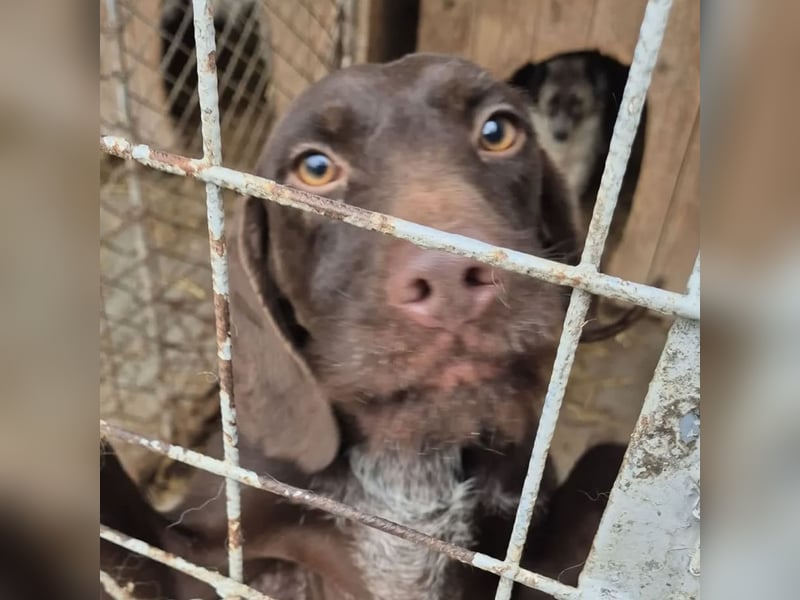 BRISA - DEUTSCH KURZHAAR SUCHT ZUHAUSE