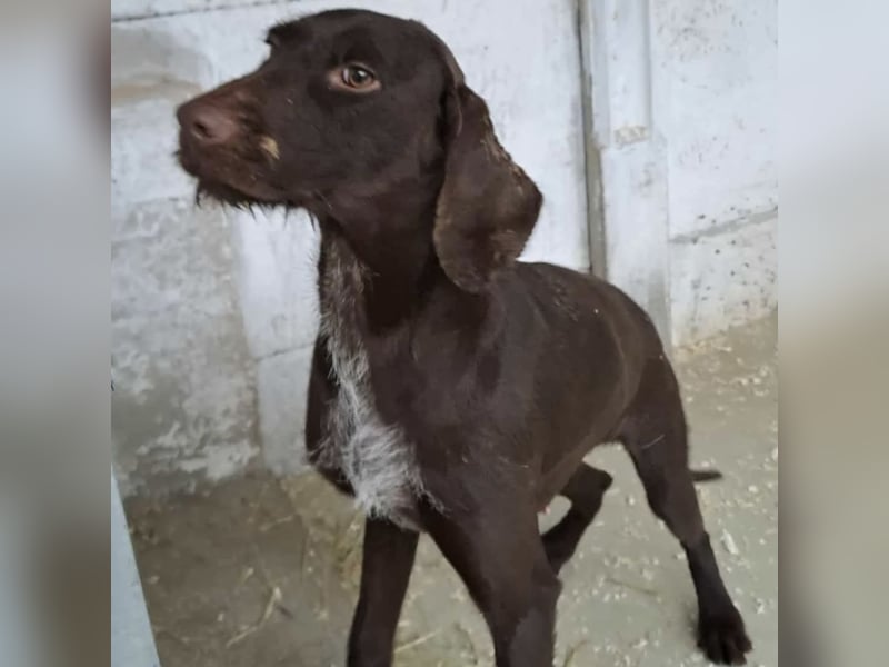 BRISA - DEUTSCH KURZHAAR SUCHT ZUHAUSE