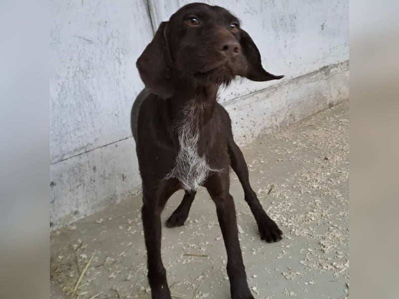 BRISA - DEUTSCH KURZHAAR SUCHT ZUHAUSE