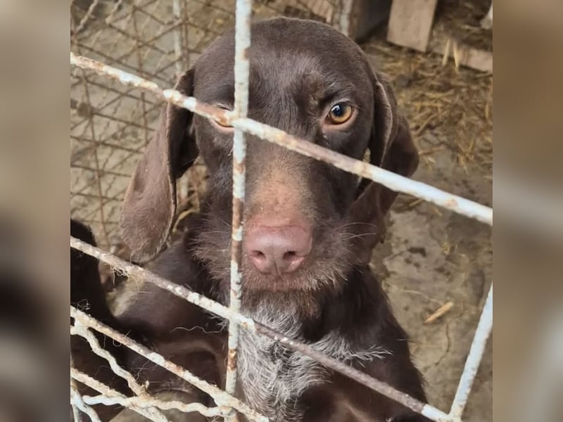 BRISA - DEUTSCH KURZHAAR SUCHT ZUHAUSE