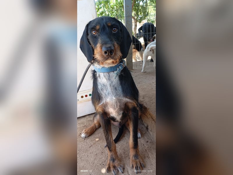 Lako der schöne Jagdhund Mix