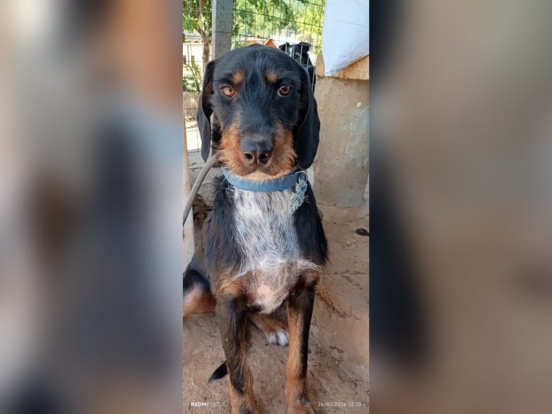 Lako der schöne Jagdhund Mix