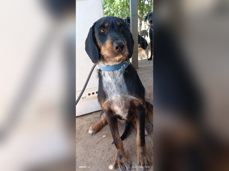 Lako der schöne Jagdhund Mix
