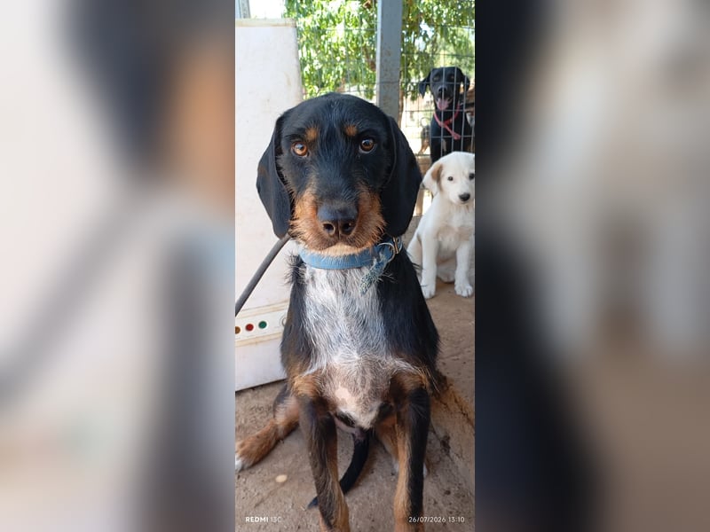 Lako der schöne Jagdhund Mix