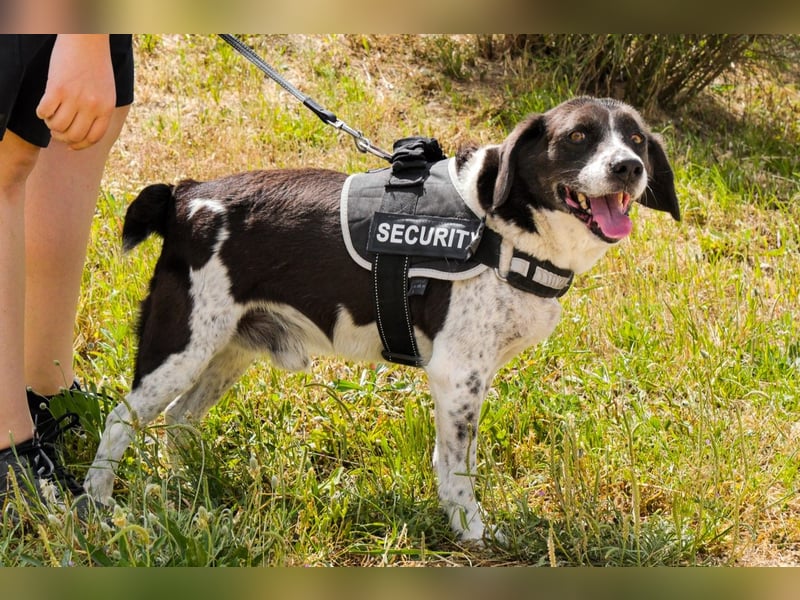 Schaut unseren super freundlichen :-) *ROBIN* an - er sucht dringend ein Körbchen in Deutschland