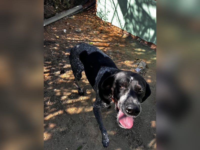 Campi - bildschöne Hündin sucht Altersruhesitz Campi - bildschöne Hündin sucht Altersruhesitz