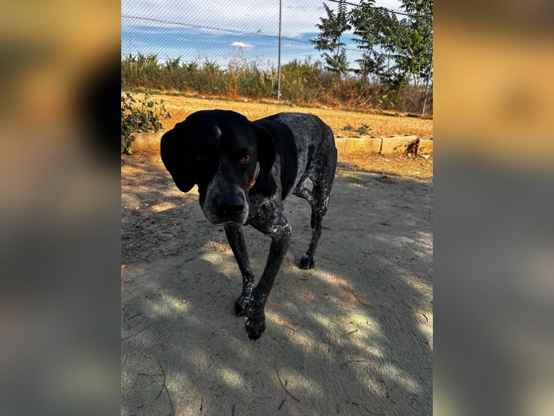 Campi - bildschöne Hündin sucht Altersruhesitz Campi - bildschöne Hündin sucht Altersruhesitz