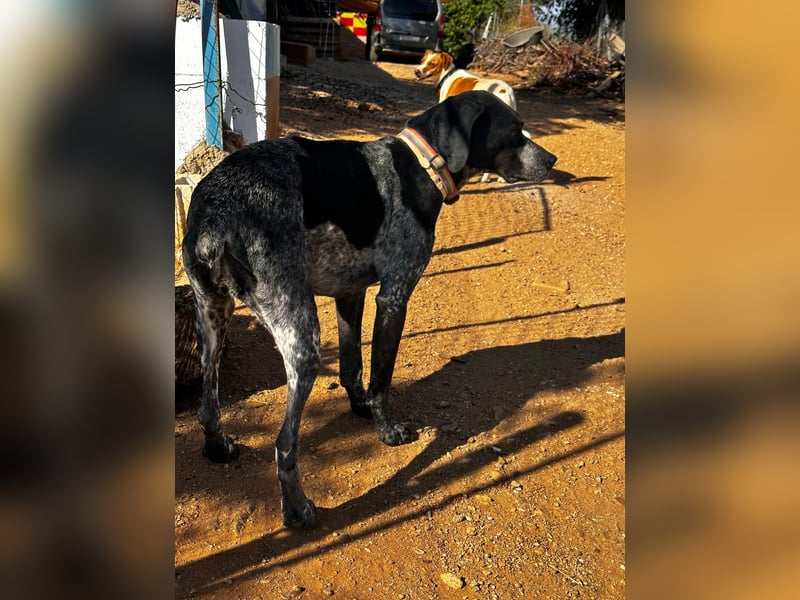 Campi - bildschöne Hündin sucht Altersruhesitz Campi - bildschöne Hündin sucht Altersruhesitz