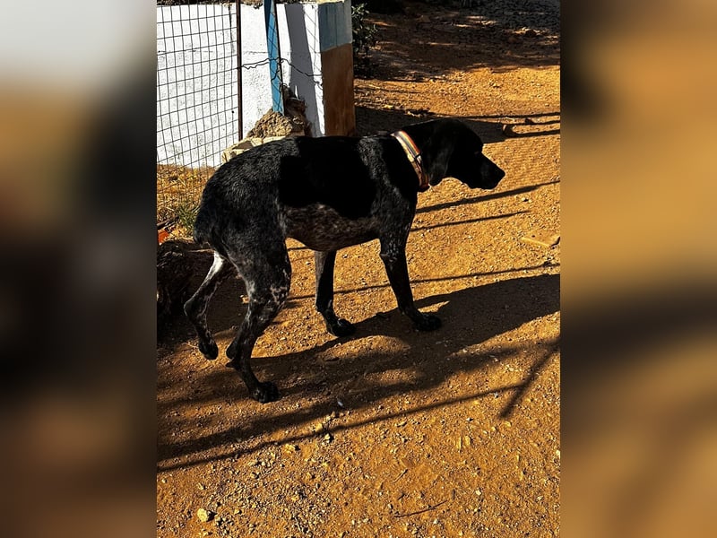 Campi - bildschöne Hündin sucht Altersruhesitz Campi - bildschöne Hündin sucht Altersruhesitz