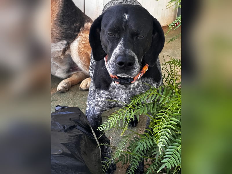 Campi - bildschöne Hündin sucht Altersruhesitz Campi - bildschöne Hündin sucht Altersruhesitz