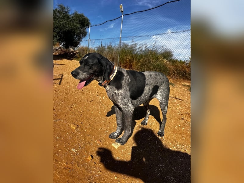 Campi - bildschöne Hündin sucht Altersruhesitz Campi - bildschöne Hündin sucht Altersruhesitz