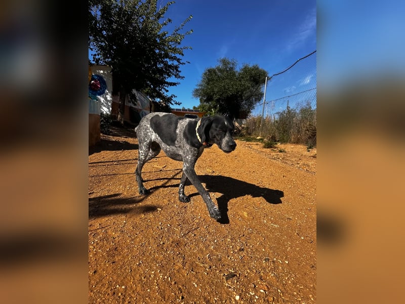 Campi - bildschöne Hündin sucht Altersruhesitz Campi - bildschöne Hündin sucht Altersruhesitz