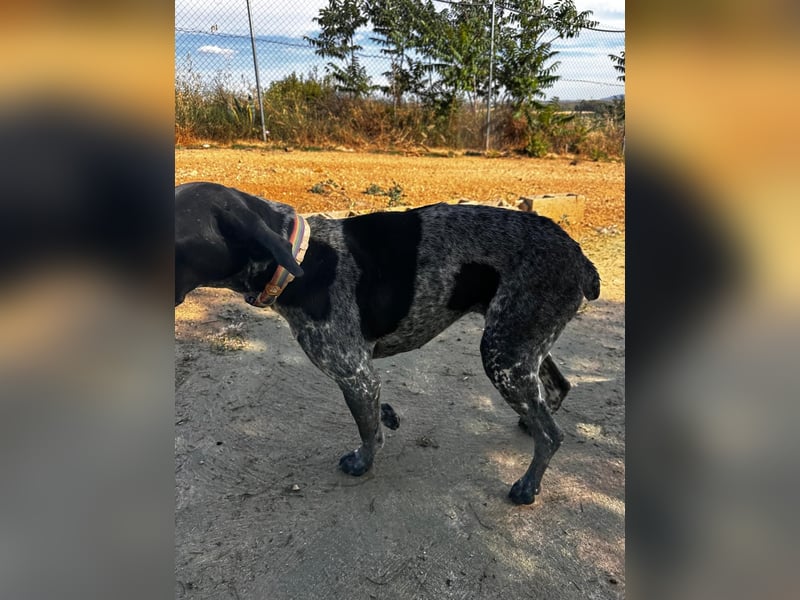 Campi - bildschöne Hündin sucht Altersruhesitz Campi - bildschöne Hündin sucht Altersruhesitz