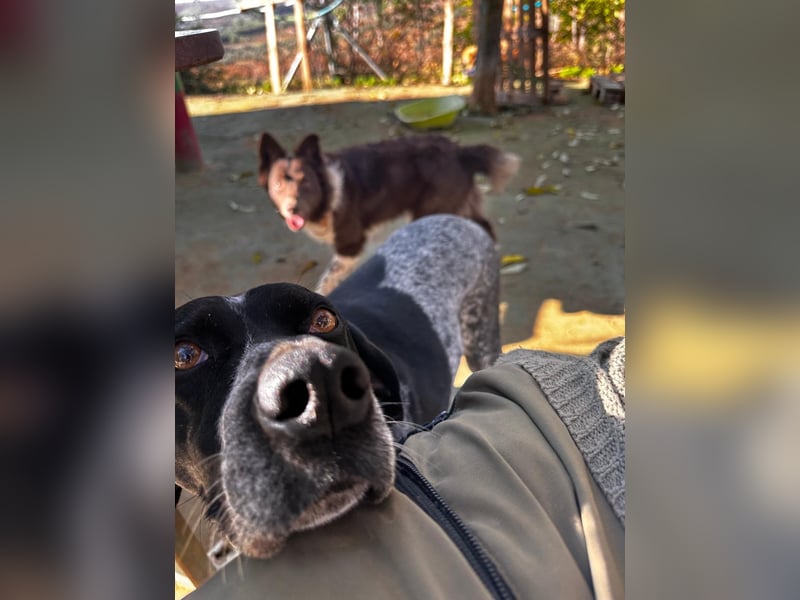 Campi - bildschöne Hündin sucht Altersruhesitz Campi - bildschöne Hündin sucht Altersruhesitz