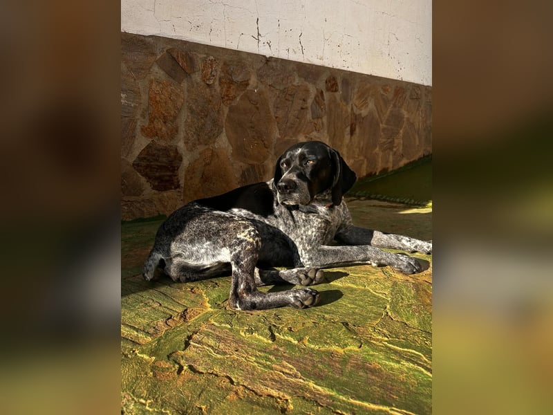 Campi - bildschöne Hündin sucht Altersruhesitz Campi - bildschöne Hündin sucht Altersruhesitz