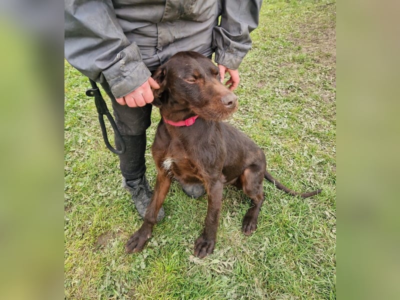 Gypsy lernwillige und aktive Lady (auf Pflegestelle in Schleswig Holstein)