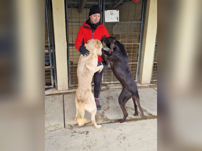 Gypsy lernwillige und aktive Lady