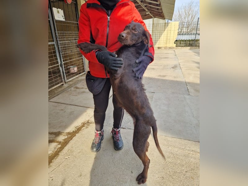 Gypsy lernwillige und aktive Lady