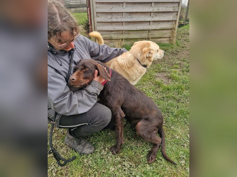 Gypsy lernwillige und aktive Lady (auf Pflegestelle in Schleswig Holstein)