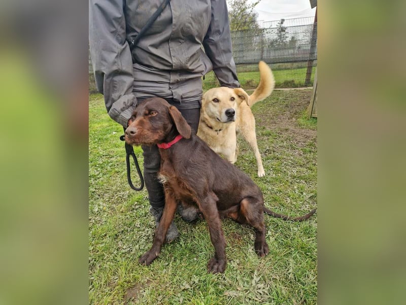Gypsy lernwillige und aktive Lady (auf Pflegestelle in Schleswig Holstein)