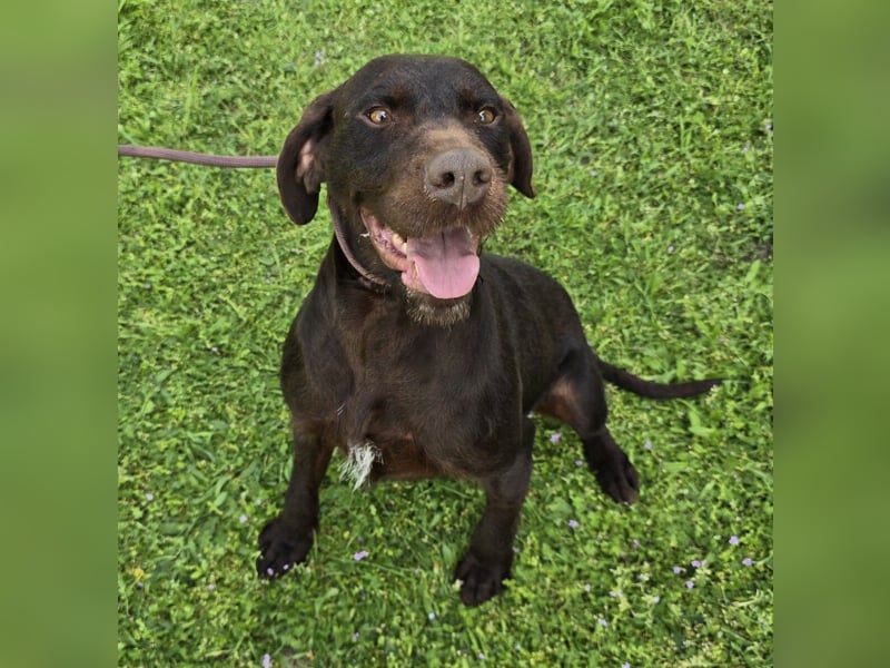 Gypsy lernwillige und aktive Lady