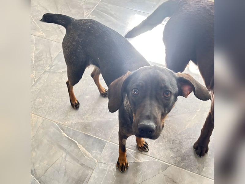 Dina eine absolute Familienhündin