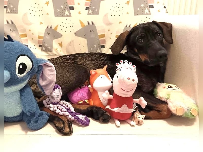 Dina eine absolute Familienhündin