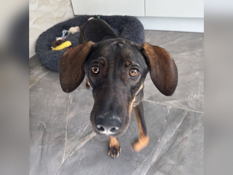 Dina eine absolute Familienhündin