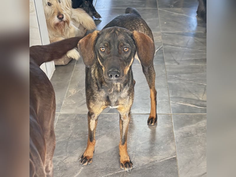 Dina eine absolute Familienhündin