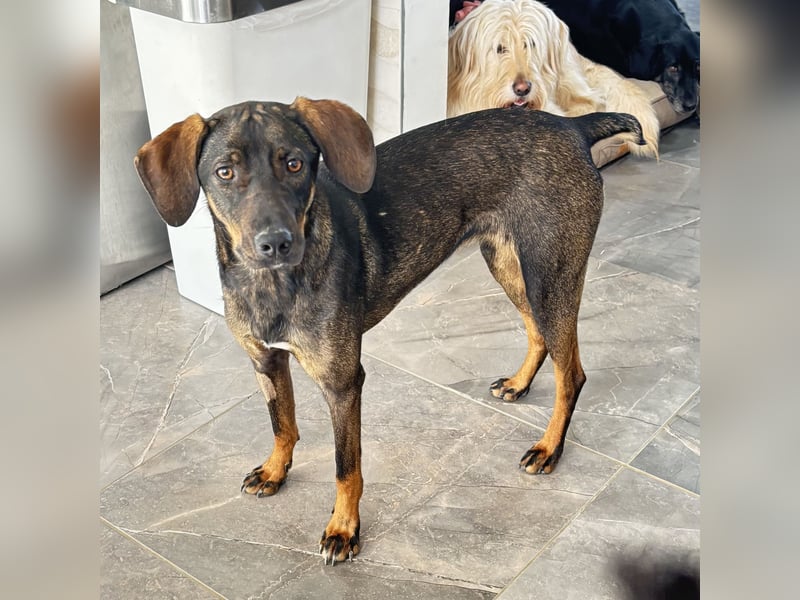 Dina eine absolute Familienhündin