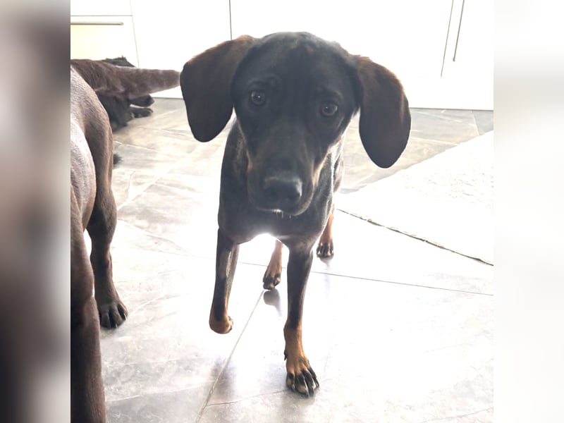 Dina eine absolute Familienhündin