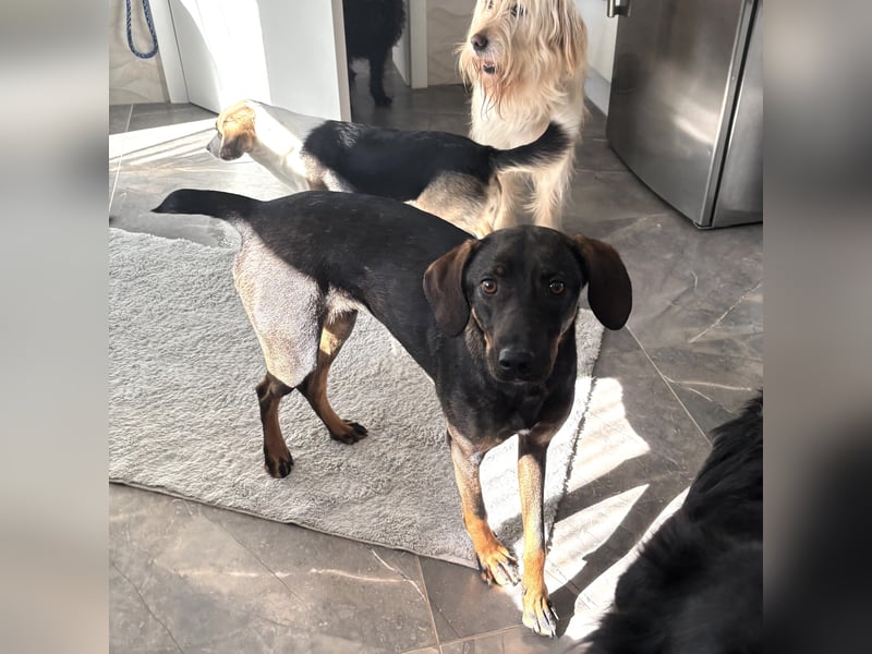 Dina eine absolute Familienhündin