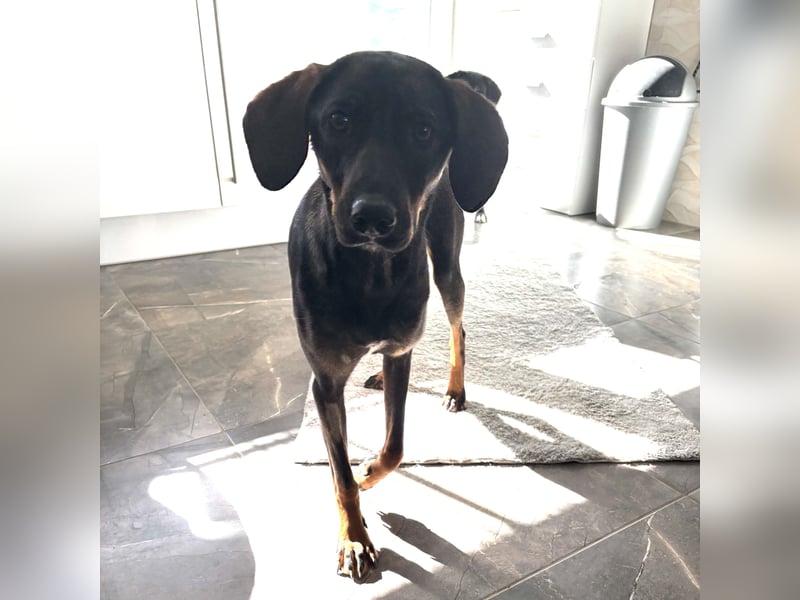 Dina eine absolute Familienhündin