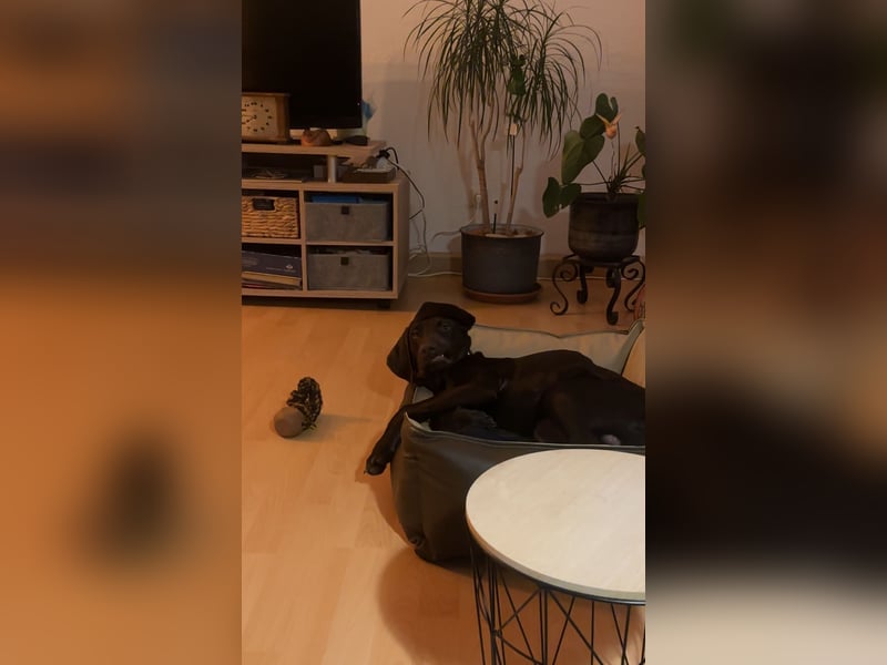 Argo - Deutsch Kurzhaar-Labrador-Mix