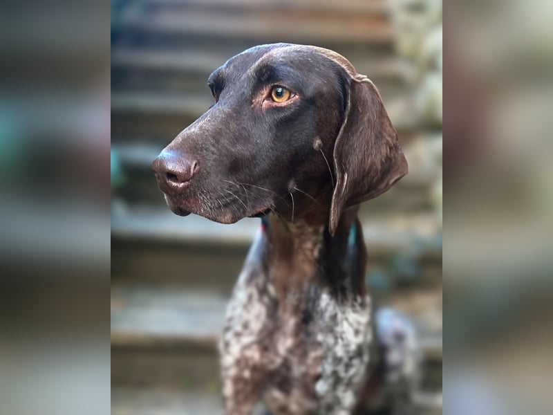 Elma - Goldstück sucht ihre Menschen