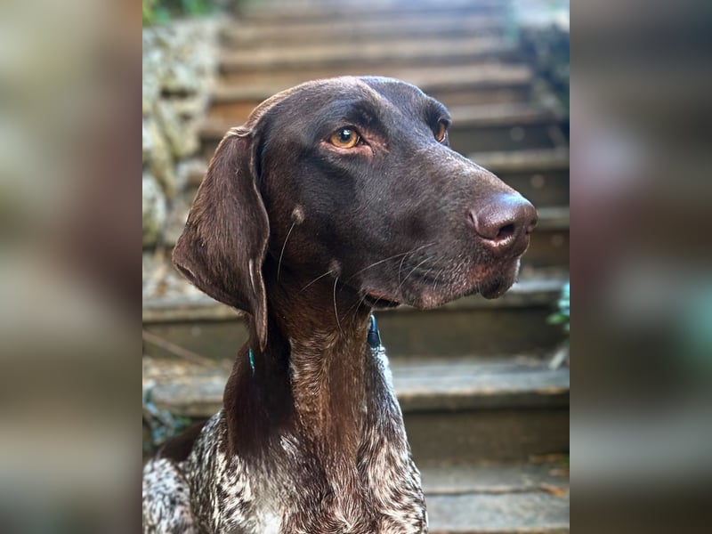 Elma - Goldstück sucht ihre Menschen