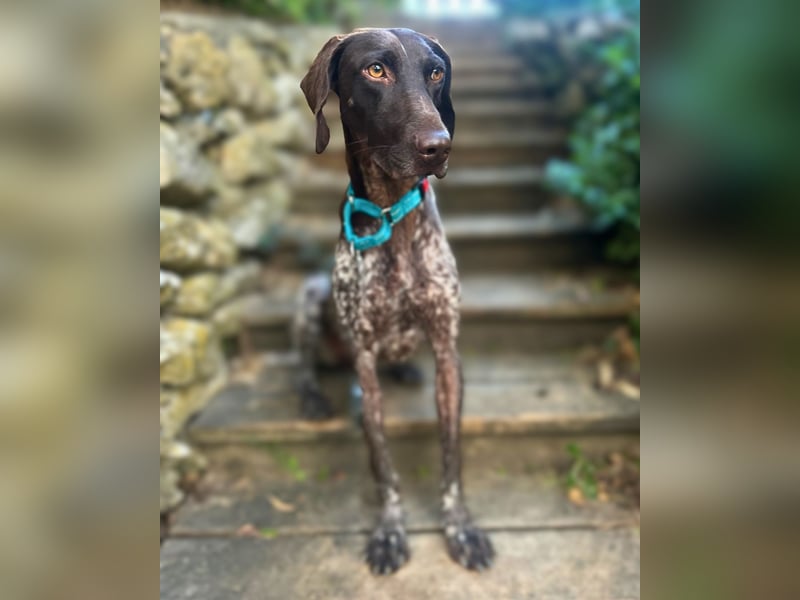 Elma - Goldstück sucht ihre Menschen