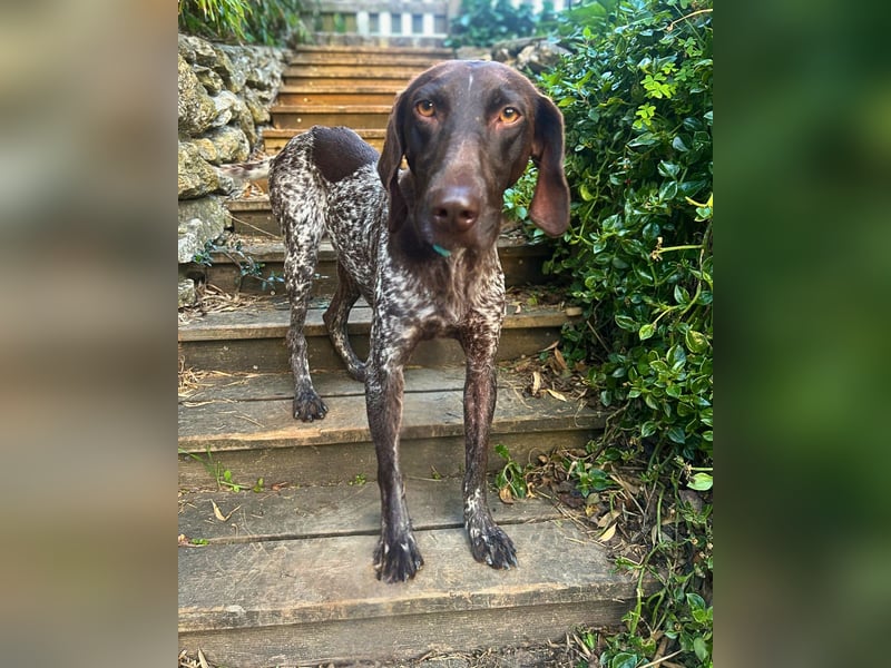 Elma - Goldstück sucht ihre Menschen