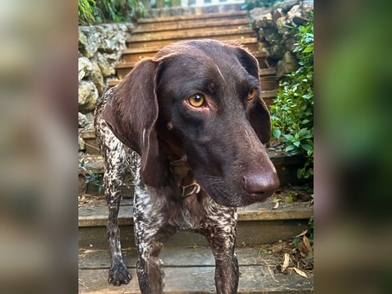 Elma - Goldstück sucht ihre Menschen