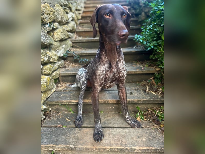 Elma - Goldstück sucht ihre Menschen