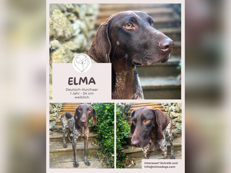 Elma - Goldstück sucht ihre Menschen