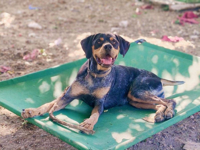 SHARIF-freundlicher, sozialer,zärtlicher, liebevoller Bub sucht sein liebevolles Für-immer Zuhause
