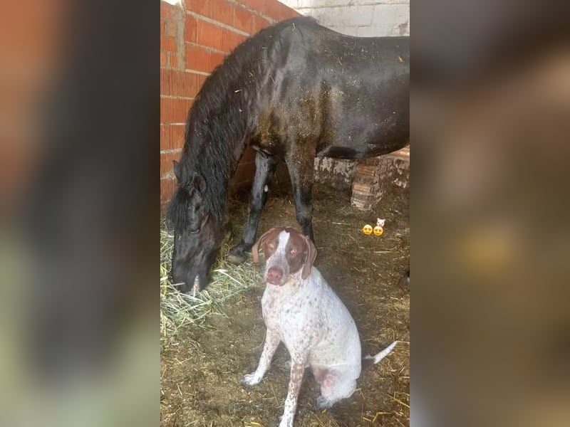 KIARA- freundlich, unbekümmert, aufgeschlossen, da sie schon einemal eine Familie hatte