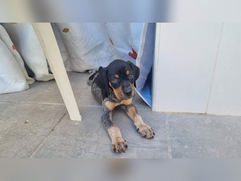 SHARIF-freundlicher, sozialer,zärtlicher, liebevoller Bub sucht sein liebevolles Für-immer Zuhause