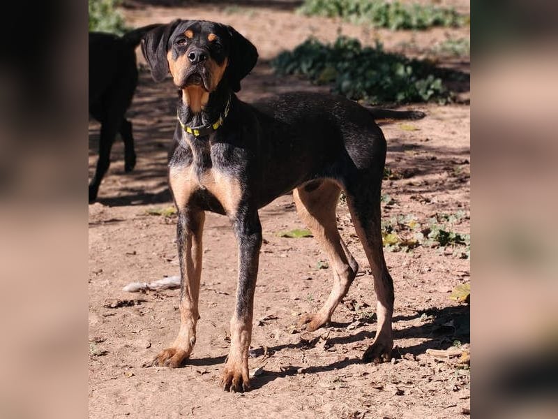 SHARIF-freundlicher, sozialer,zärtlicher, liebevoller Bub sucht sein liebevolles Für-immer Zuhause