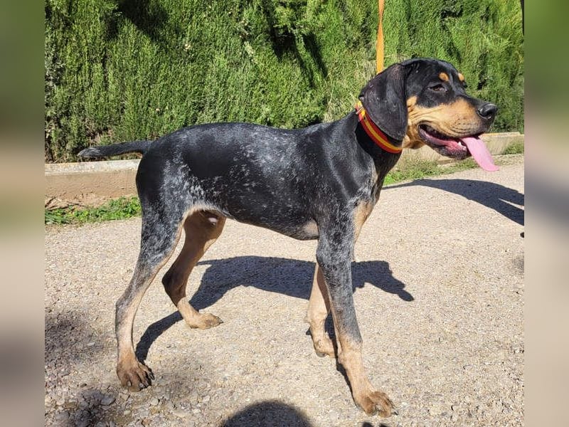 SHARIF-freundlicher, sozialer,zärtlicher, liebevoller Bub sucht sein liebevolles Für-immer Zuhause