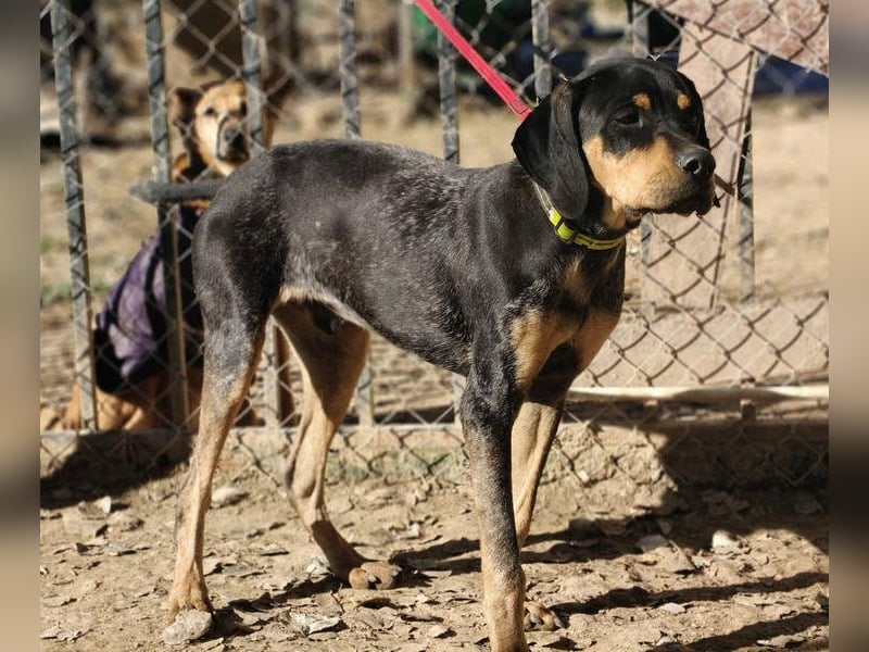 SHARIF-freundlicher, sozialer,zärtlicher, liebevoller Bub sucht sein liebevolles Für-immer Zuhause