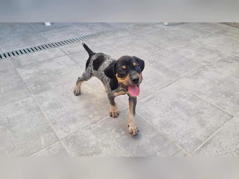 SHARIF-freundlicher, sozialer,zärtlicher, liebevoller Bub sucht sein liebevolles Für-immer Zuhause