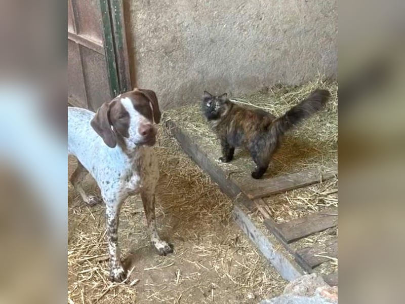 KIARA- freundlich, unbekümmert, aufgeschlossen, da sie schon einemal eine Familie hatte